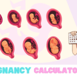 Pregnancy Calculator