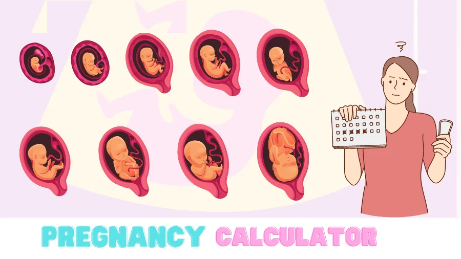 Pregnancy Calculator